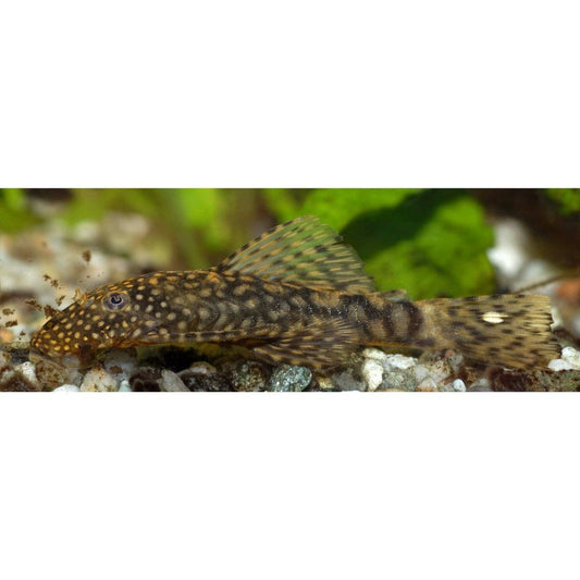 Peste sanitar, Ancistrus sp.Black 2.5- 3 cm