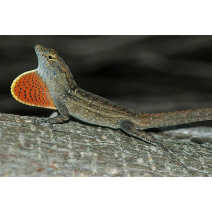 Anolis sagrei