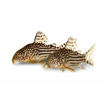 Egészségügyi hal, Corydoras sterbai 2,5-3 cm