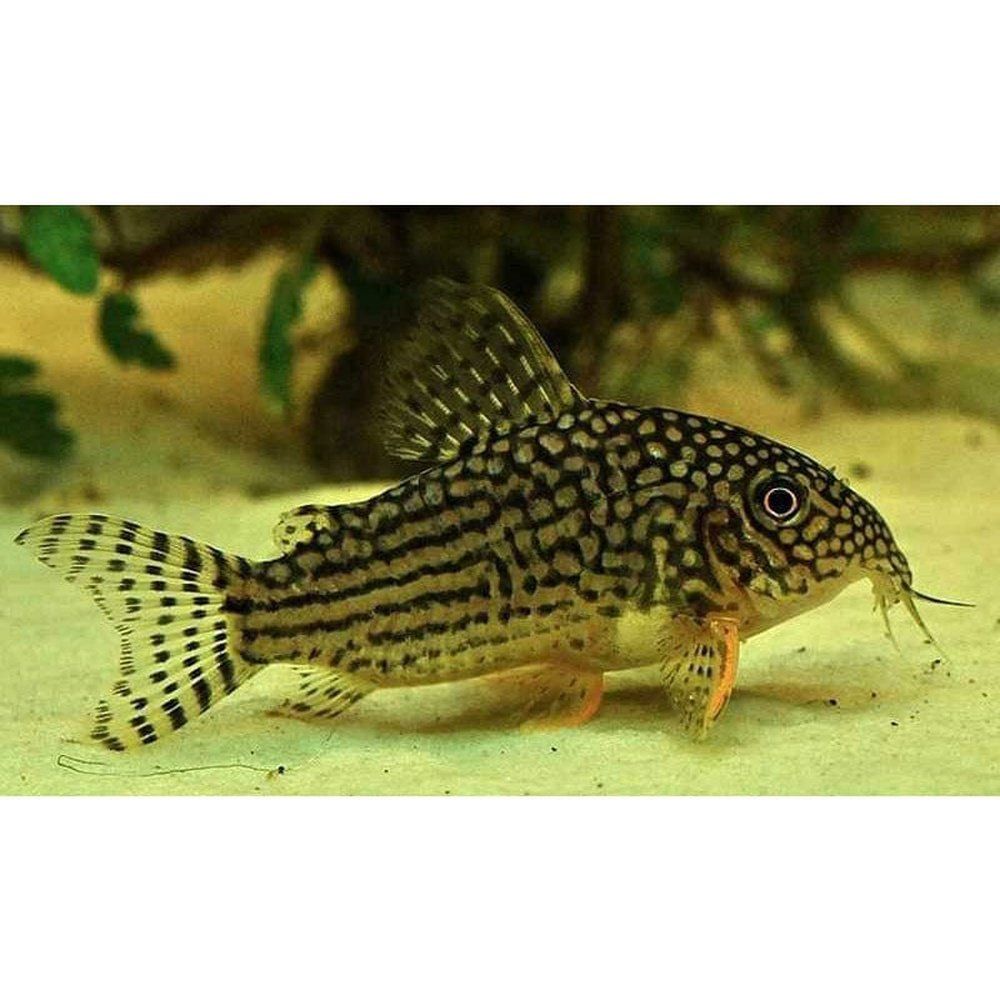 Egészségügyi hal, Corydoras sterbai 2,5-3 cm