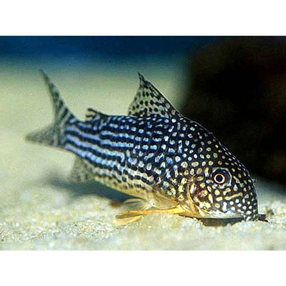 Egészségügyi hal, Corydoras sterbai 2,5-3 cm