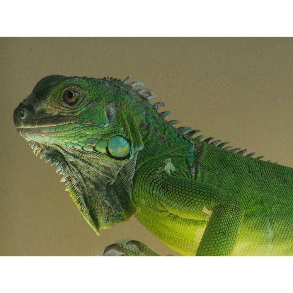 Iguana Green