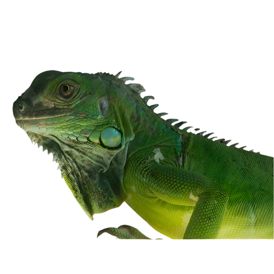 Zöld leguán 