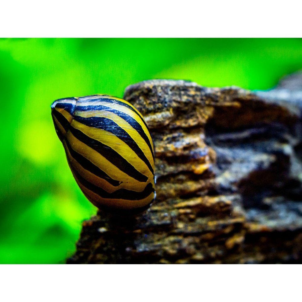 Csiga, Neritina zebra, 1-2 cm