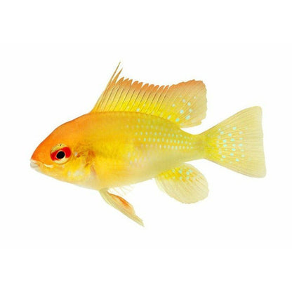 Mikrogeophagus ramirezi (arany ramirezi) 3 - 3,5 cm