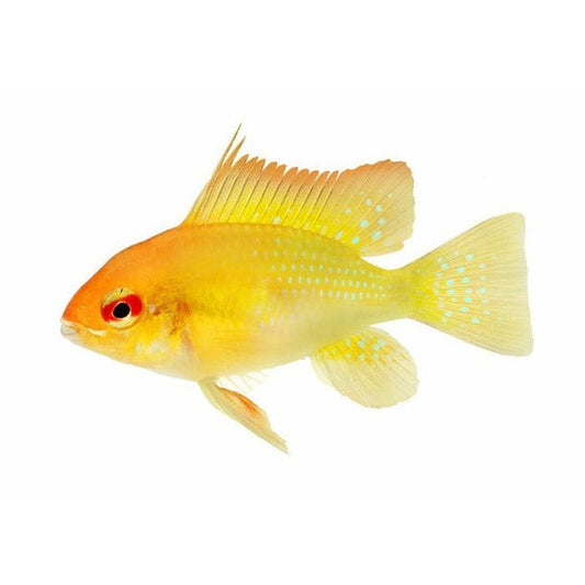 Mikrogeophagus ramirezi (ramirezi gold) 3 - 3,5 cm