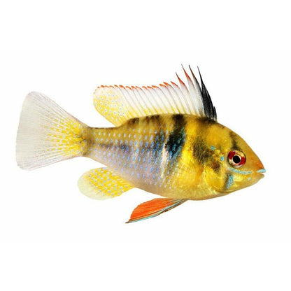 Mikrogeophagus ramirezi (arany ramirezi) 3 - 3,5 cm