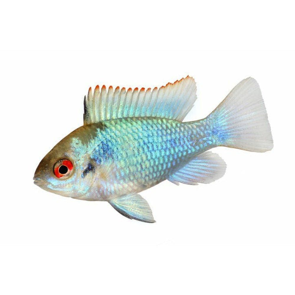 Mikrogeophagus ramirezi Elektromos kék 2 - 2,5 cm