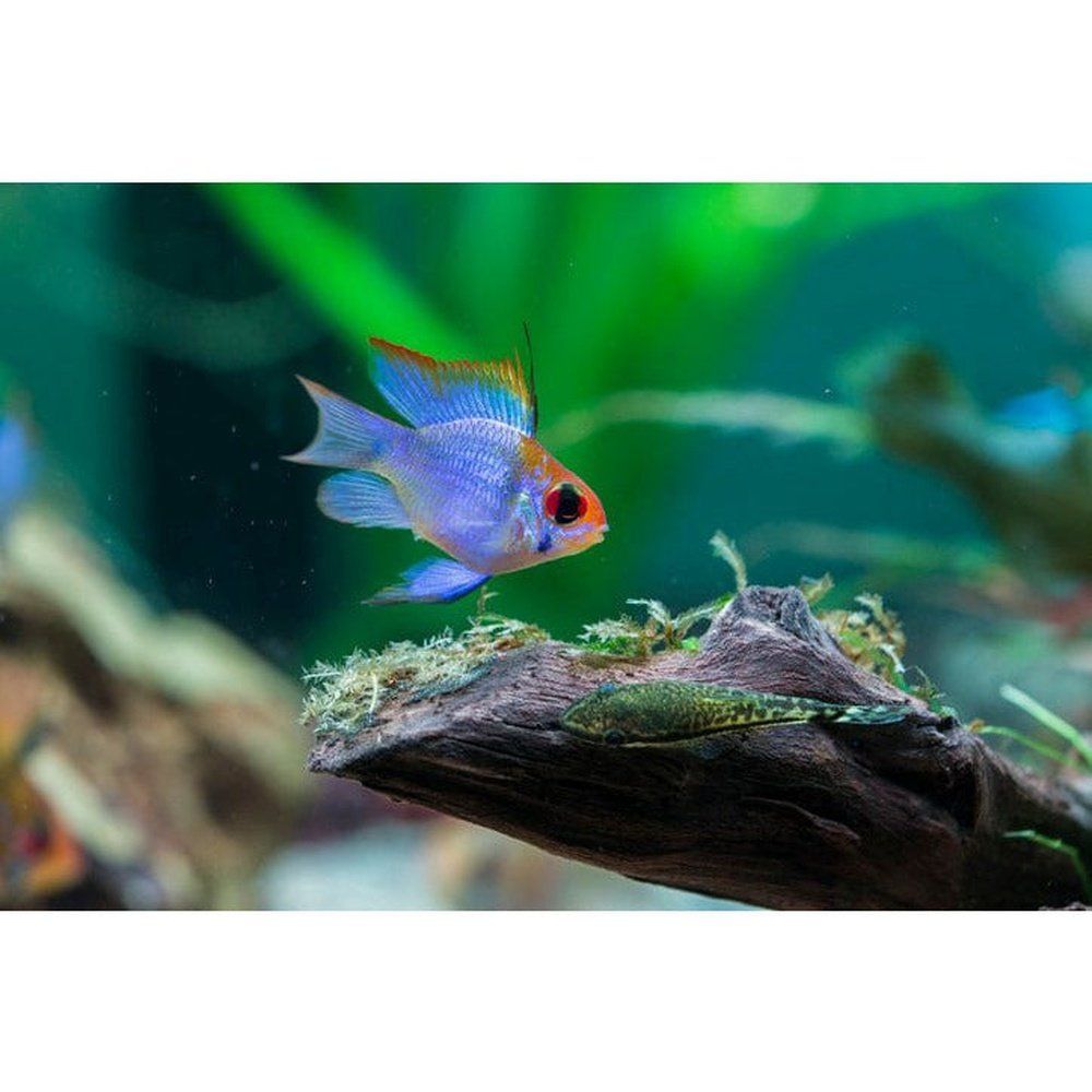 Mikrogeophagus ramirezi Elektromos kék 2 - 2,5 cm