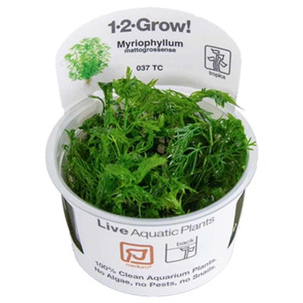 Természetes akváriumi növény, Tropica, Myriophyllum mattogrossense 1-2-Grow!, 5 cm