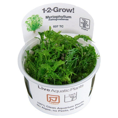 Természetes akváriumi növény, Tropica, Myriophyllum mattogrossense 1-2-Grow!, 5 cm