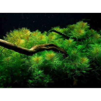 Planta naturala de acvariu, Tropica, Myriophyllum mattogrossense 1-2-Grow!, 5 cm