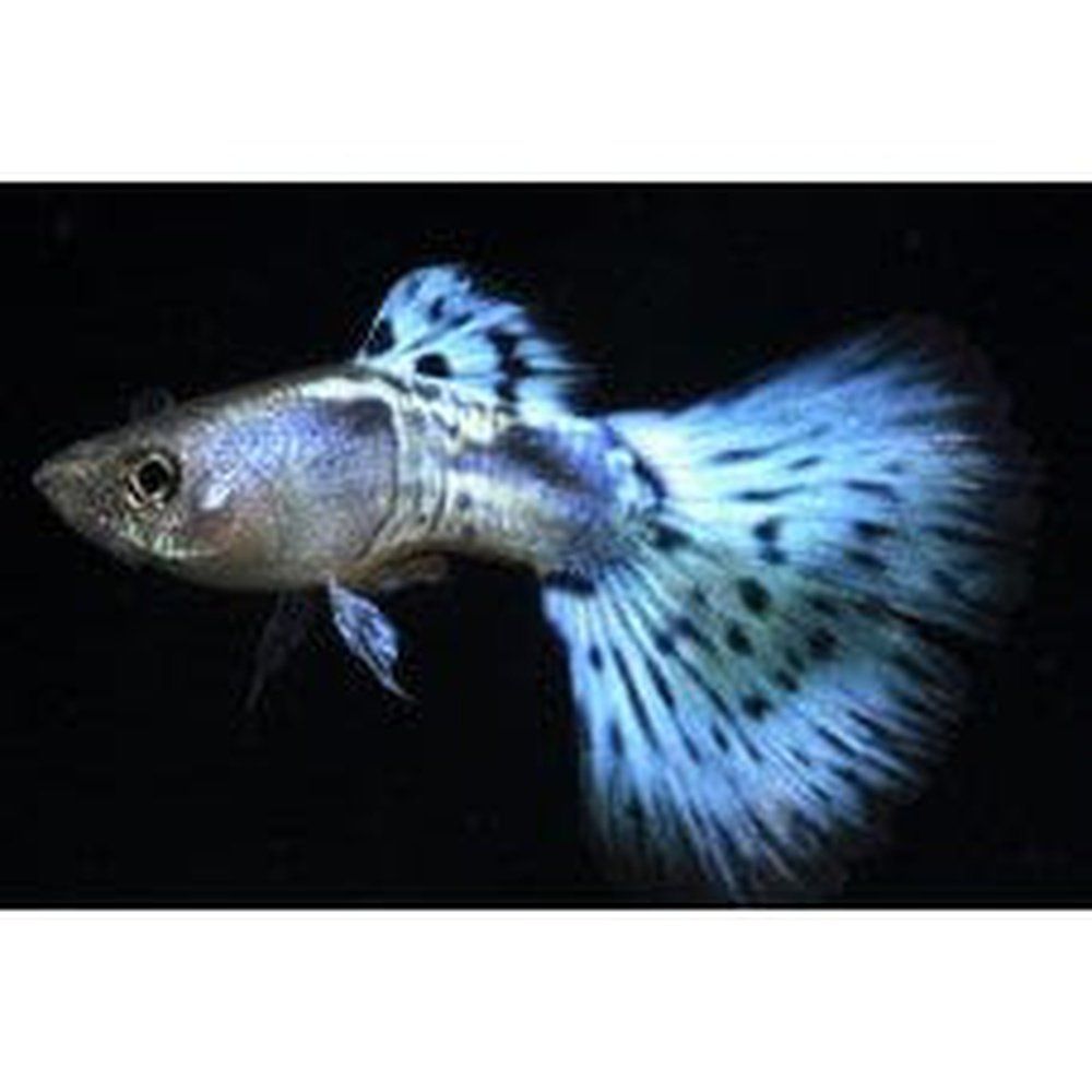 Vivipar hal, Poecilia reticulata (Guppy blue kobra) M