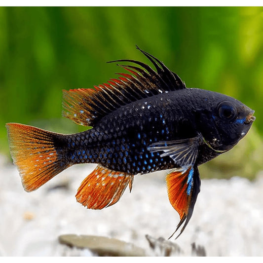 Ramirezi black german ram (Mikrogeophagus ramirezi) 2,5 - 3 cm