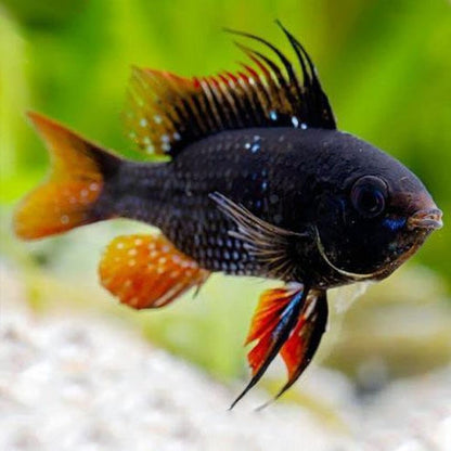 Ramirezi black german ram (Mikrogeophagus ramirezi) 2,5 - 3 cm