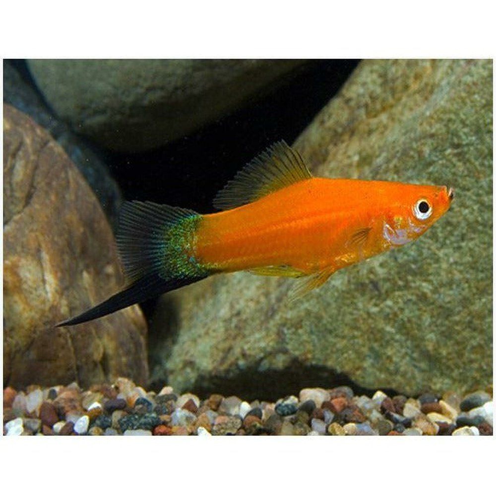 Peste vivipar, Xiphophorus helleri red wagteil 3-4 cm