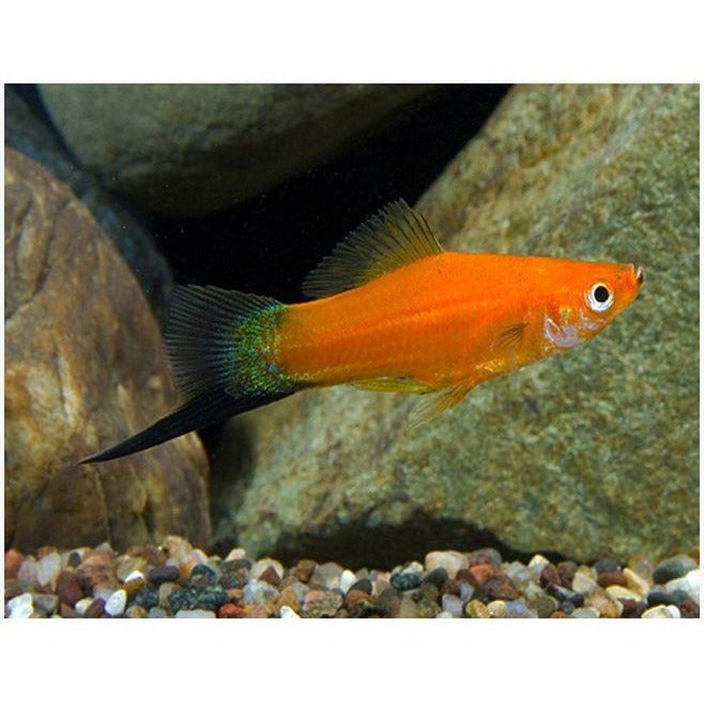 Vivipar hal, Xiphophorus helleri mix (swordtail)