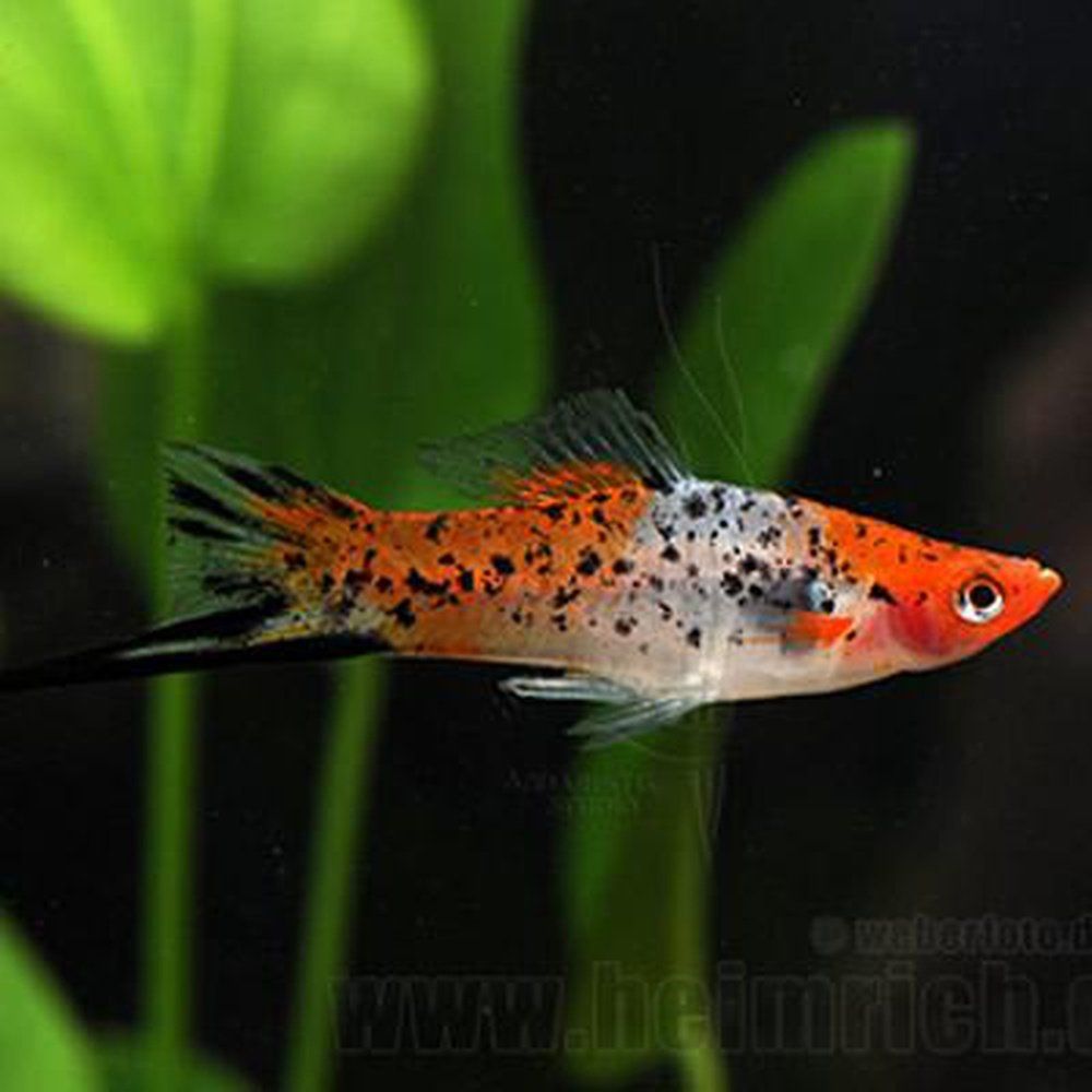 Peste vivipar, Xiphophorus helleri red (swordtail) 3-4 cm