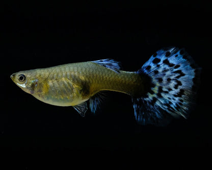 Peste vivipar, Poecilia reticulata Blue Glass 3cm