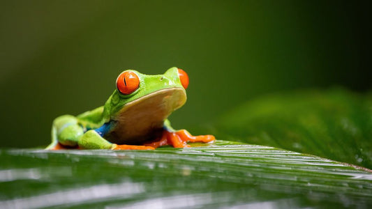 Agalychnis callidryas (vörös szemű leveli béka)