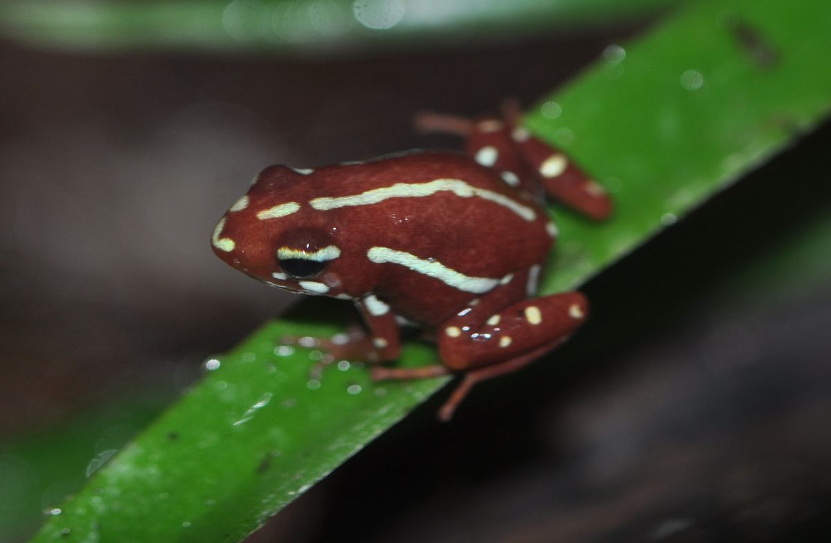 Epipedobates tricolor/anthonyi (háromcsíkos nyílbéka)