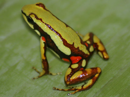 Epipedobates tricolor/anthonyi (háromcsíkos nyílbéka)