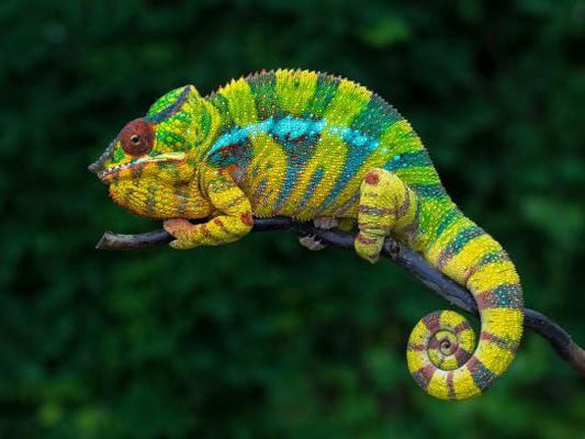 Furcifer pardalis Ambilobe (Párduc kaméleon)