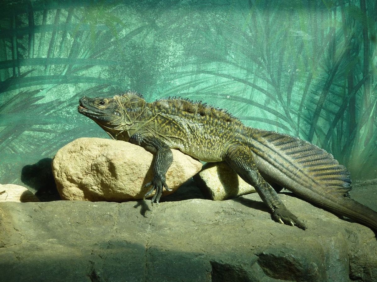 Hydrosaurus amboinensis