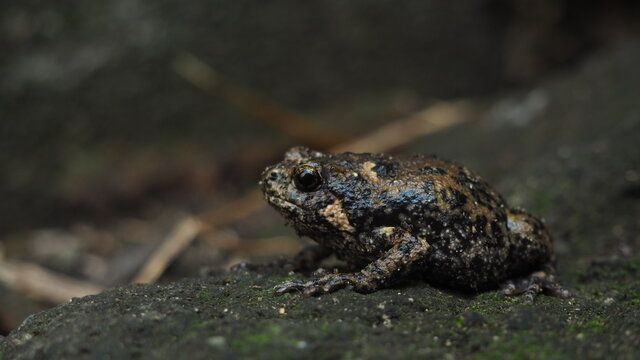 Kaloula baleata (jávai kecskebéka)