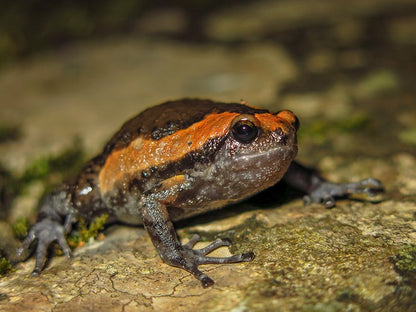 Kaloula pulchra (Asia bull frog)