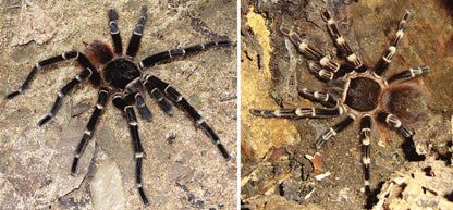 Acanthoscurria geniculata (Brazilian Giant Whiteknee Tarantula)