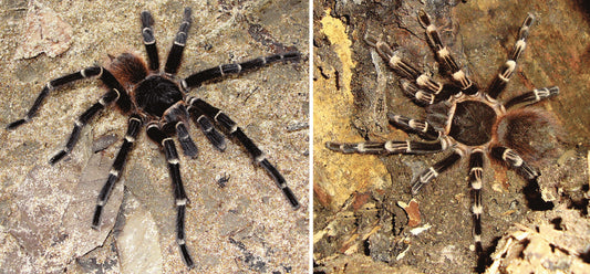 Acanthoscurria geniculata (brazil óriás fehértérdű tarantula)