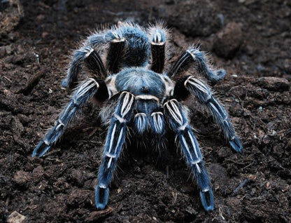 Aphonopelma	seemanni