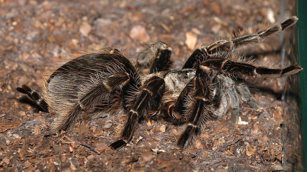 Brachypelma albopilosum (Curlyhair tarantula)