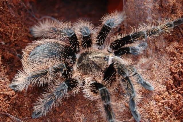 Brachypelma albopilosum (göndör szőrű tarantula)