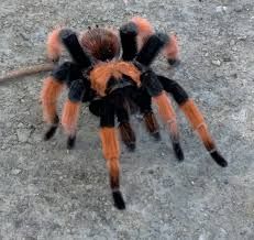 Brachypelma emilia