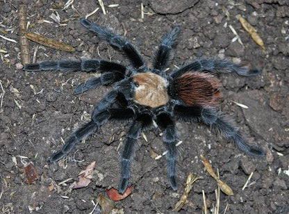 Brachypelma ruhnaui