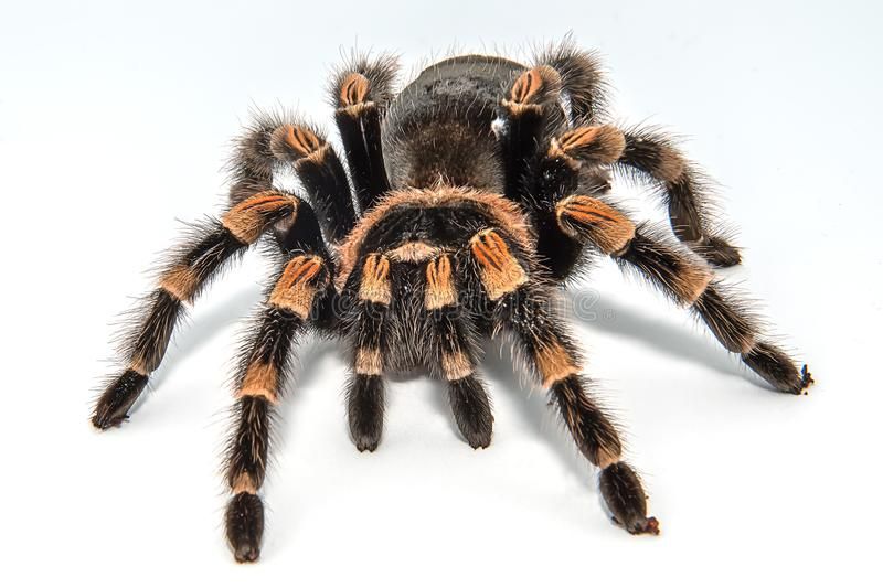 Brachypelma smithi