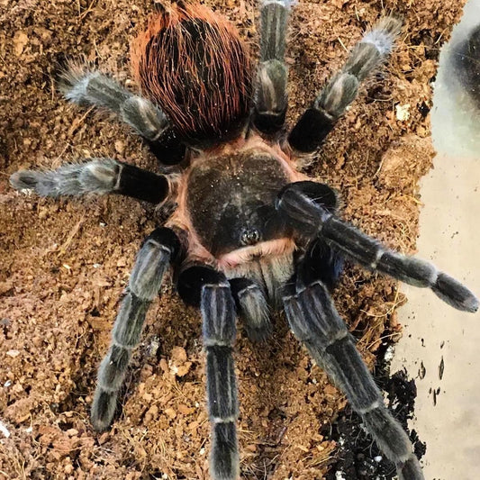 Brachypelma vagans (mexikói vörös far)