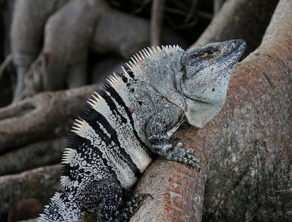 Ctenosaura similis (fekete leguán)