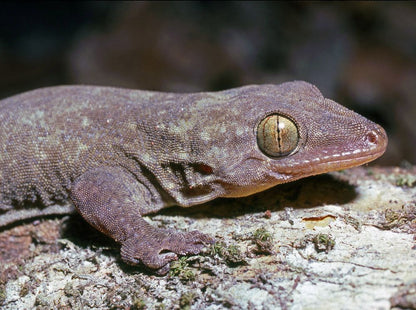 Gehyra vorax (Ambon Gecko)