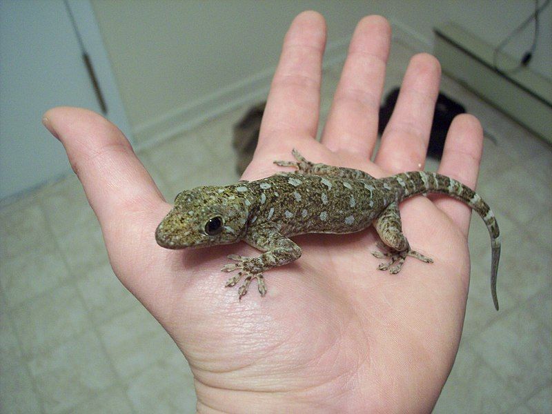 Gekko grossmani (Spotted gecko vietnam)