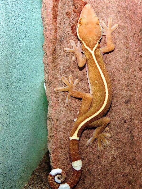 Gekko vittatus (fehér vonalas gekkó)