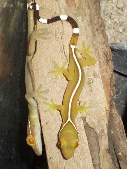 Gekko vittatus (fehér vonalas gekkó)