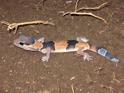 Hemitheconyx caudiccinctus (kövérfarkú gekkó)