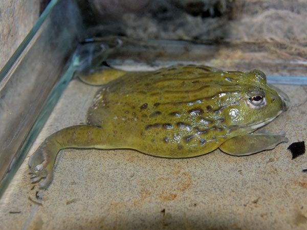 Pyxicephalus adspersus (afrikai bikabéka)