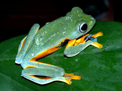 Rhacophorus reinwardtii (The Black-webbed Treefrog )