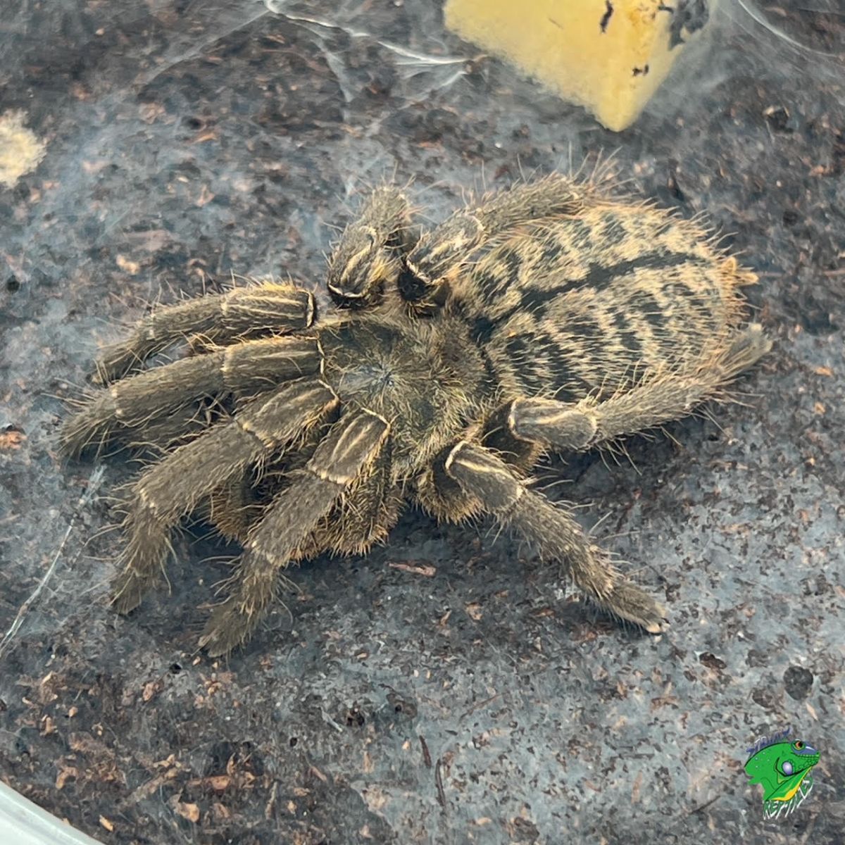 Cyriopagopus paganus 6 cm (thai tigris)