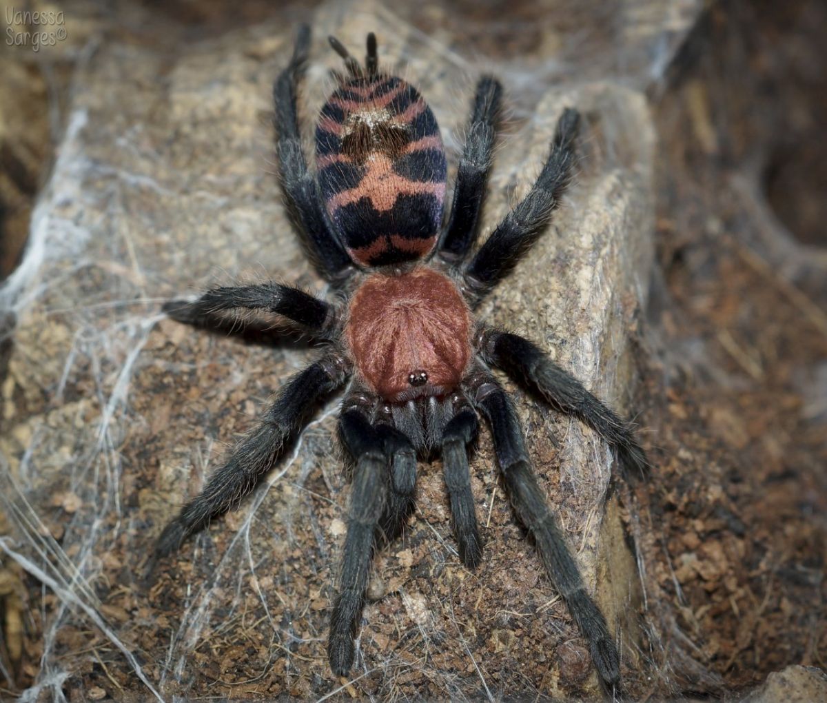 Davus Cyclosternum pentaloris 2 cm (Guatemalan tiger rump )