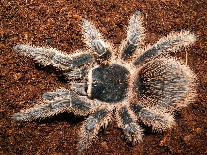 Lasiodora striatipes 3 cm